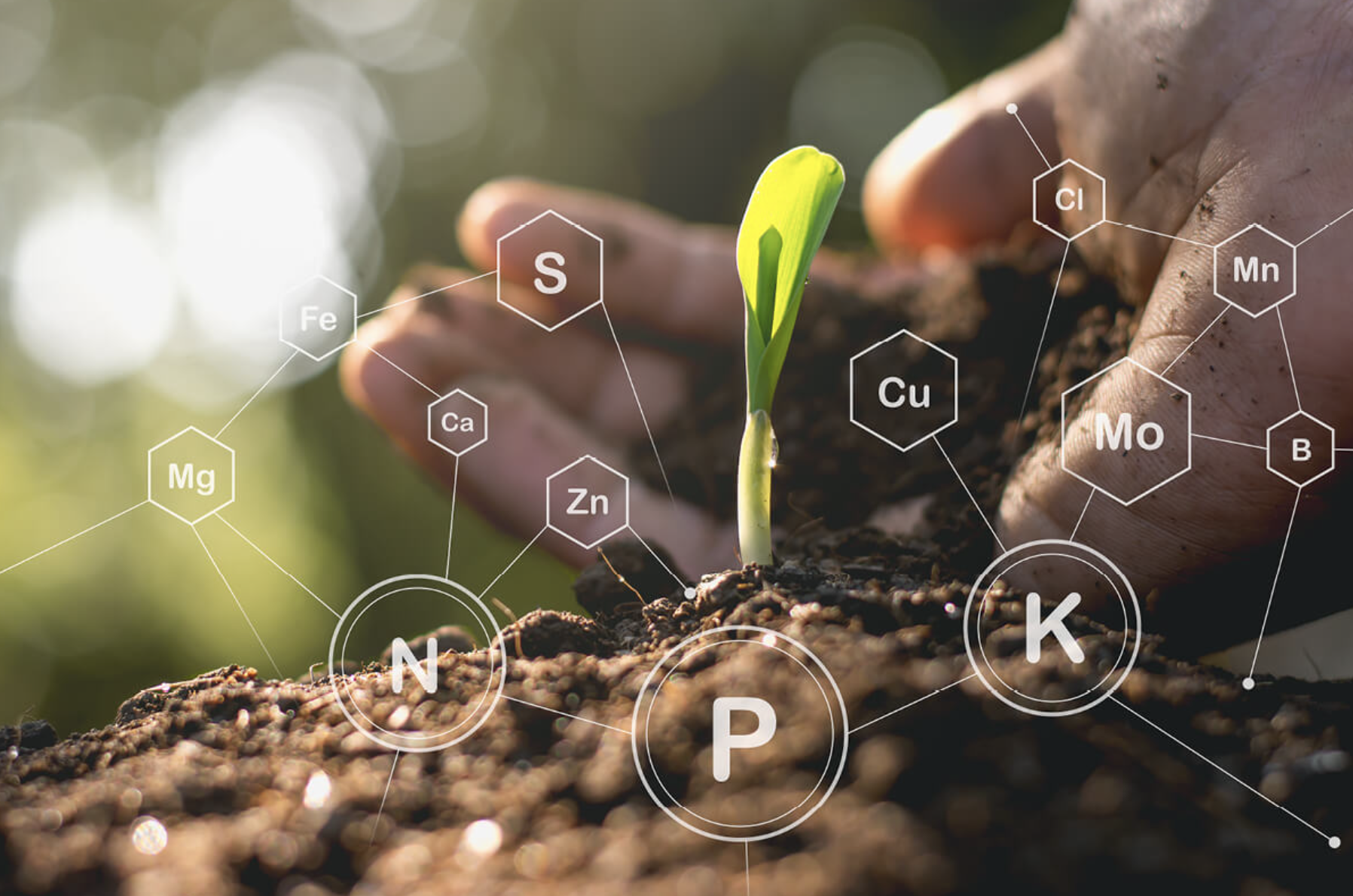 fósforo no solo - ourogran