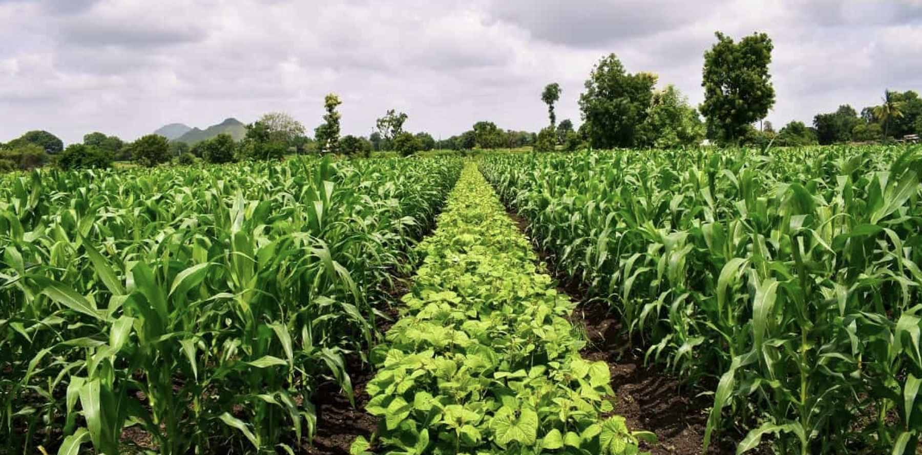 rotação de culturas na lavoura - ourogran