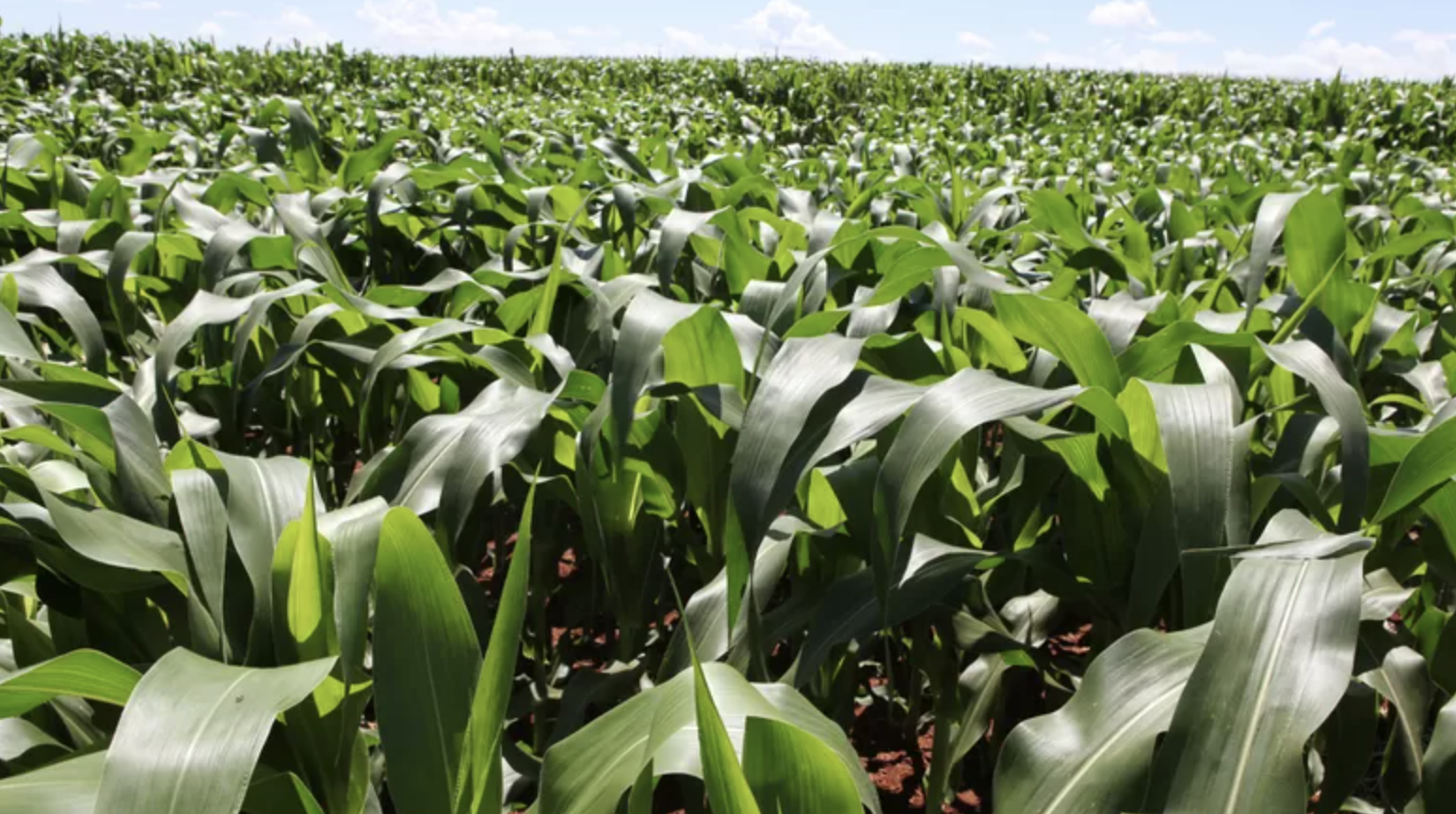 milho de safrinha - ourogran