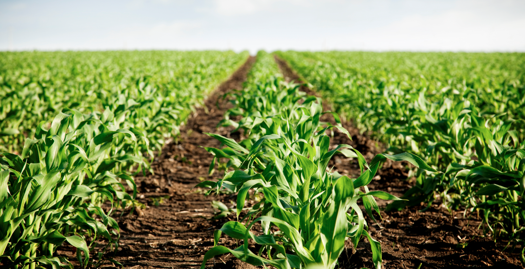 janela de plantio - ourogran