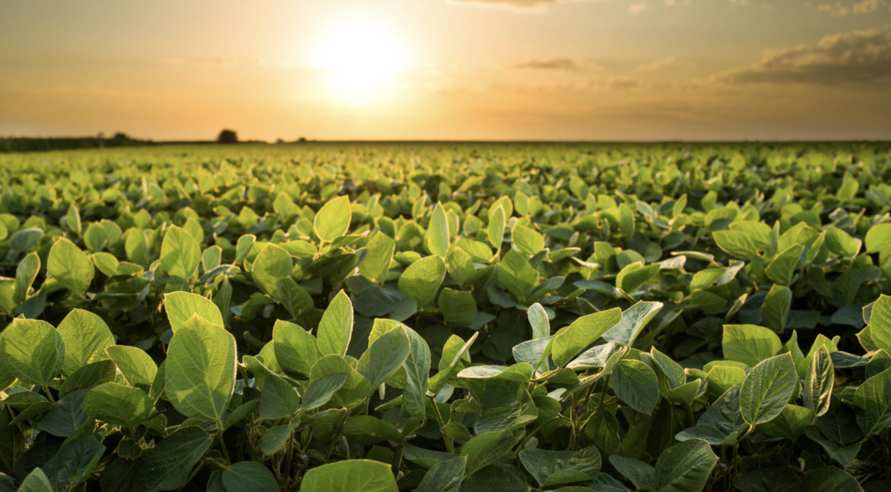 adubação de cobertura - ourogran