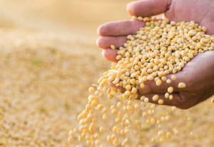 produção de soja - ourogran
