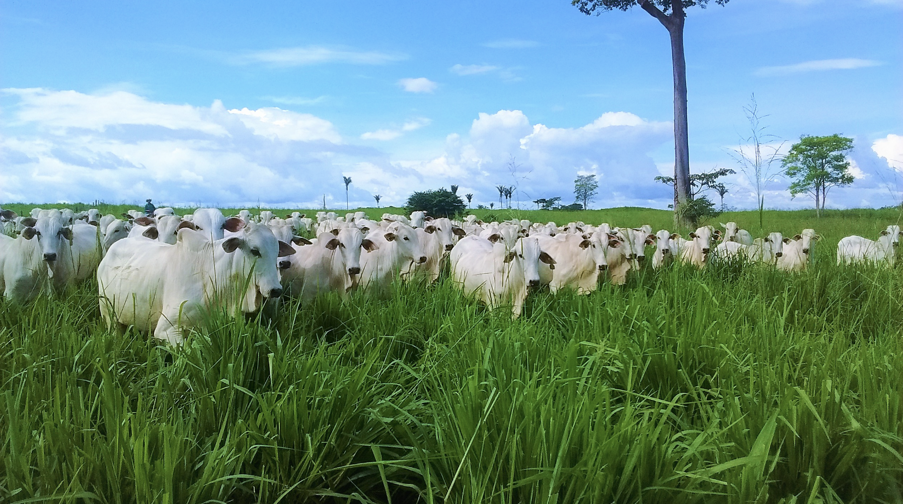 fertilizantes fosfatados para pastagens - ourogran