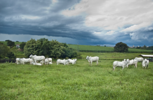 saúde e bem-estar animal - ourogran