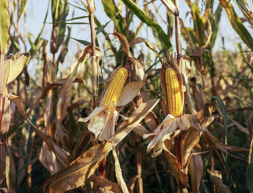 oxiphós - fertilizante fosfatado